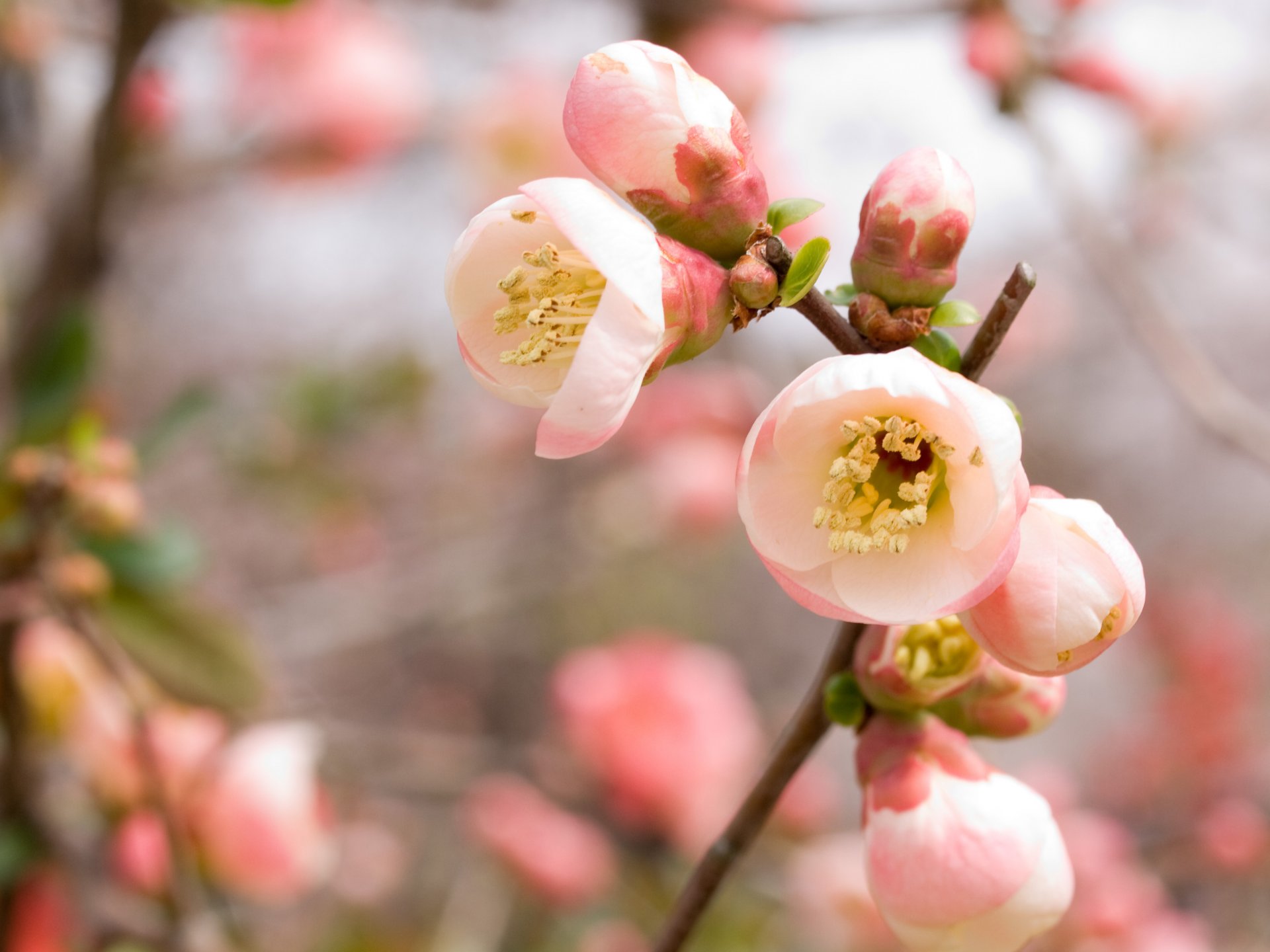 cerise sakura rose floraison branche printemps