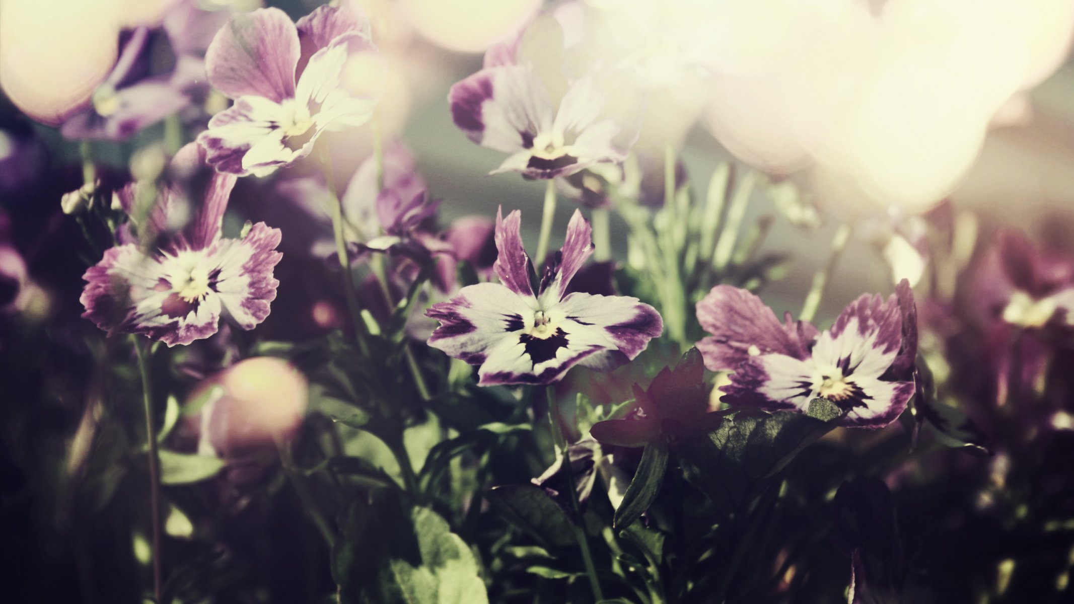 pensées violet fleurs ciel photo gros plan