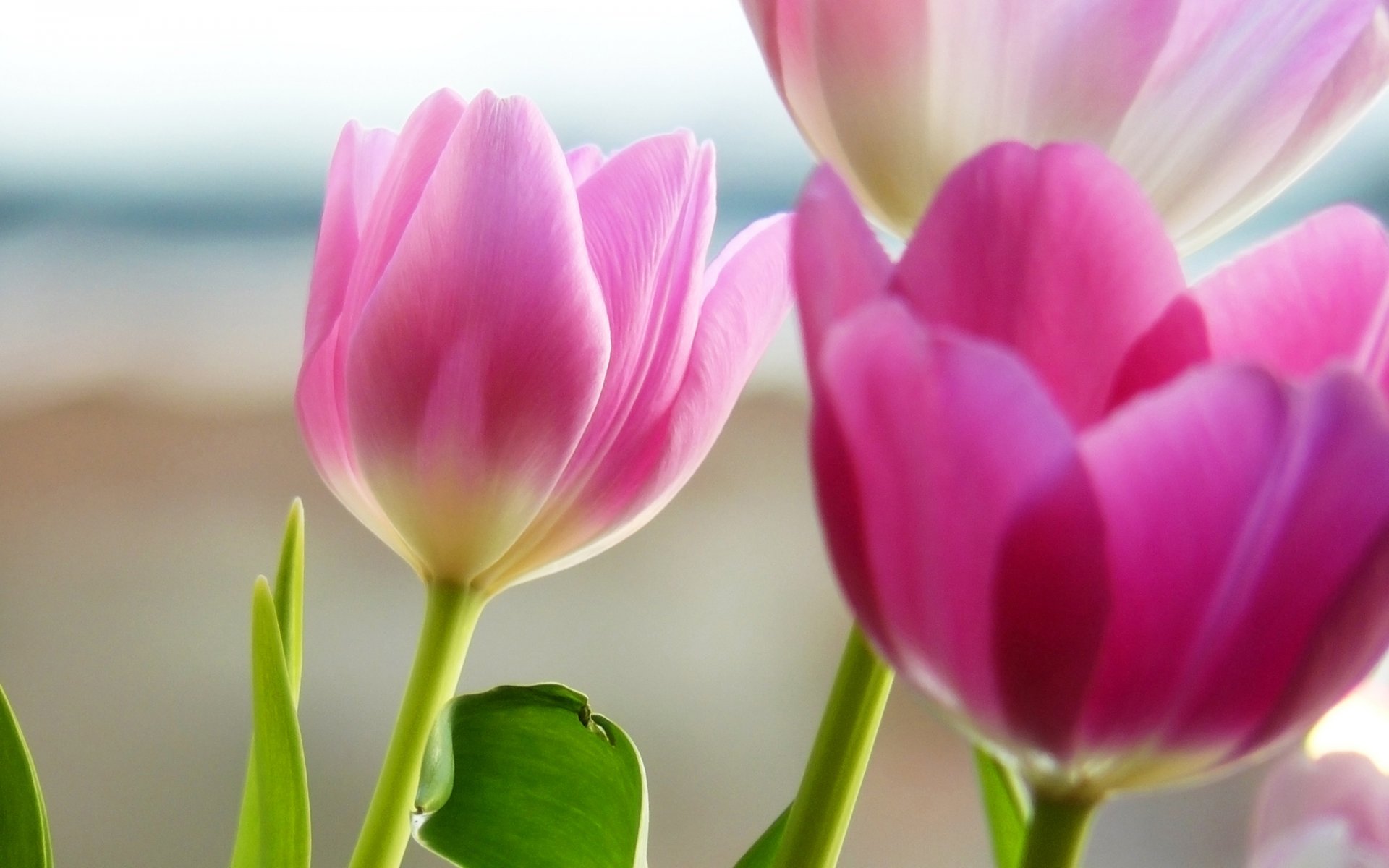 rosa petali fiori tulipani