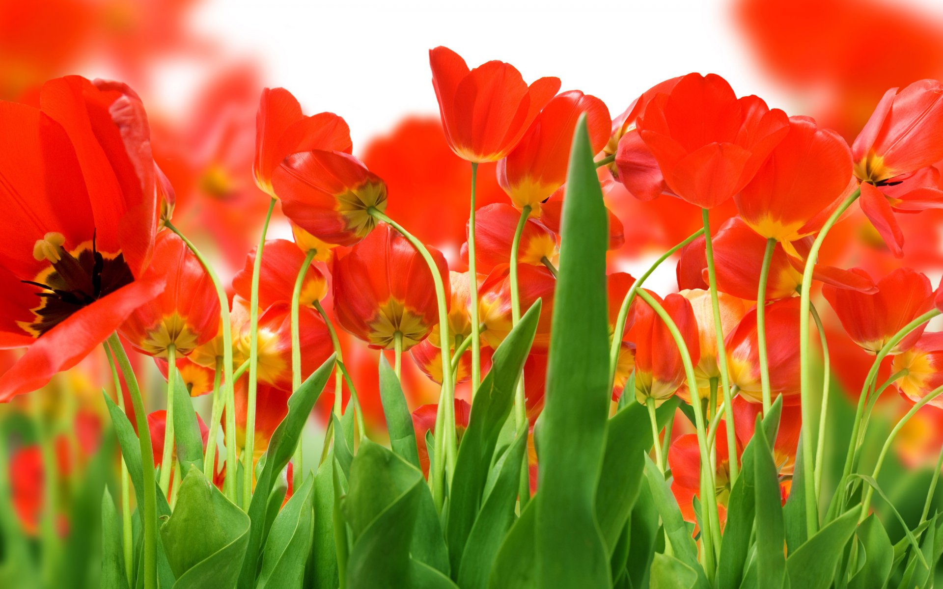 champ rouge tulipes verts