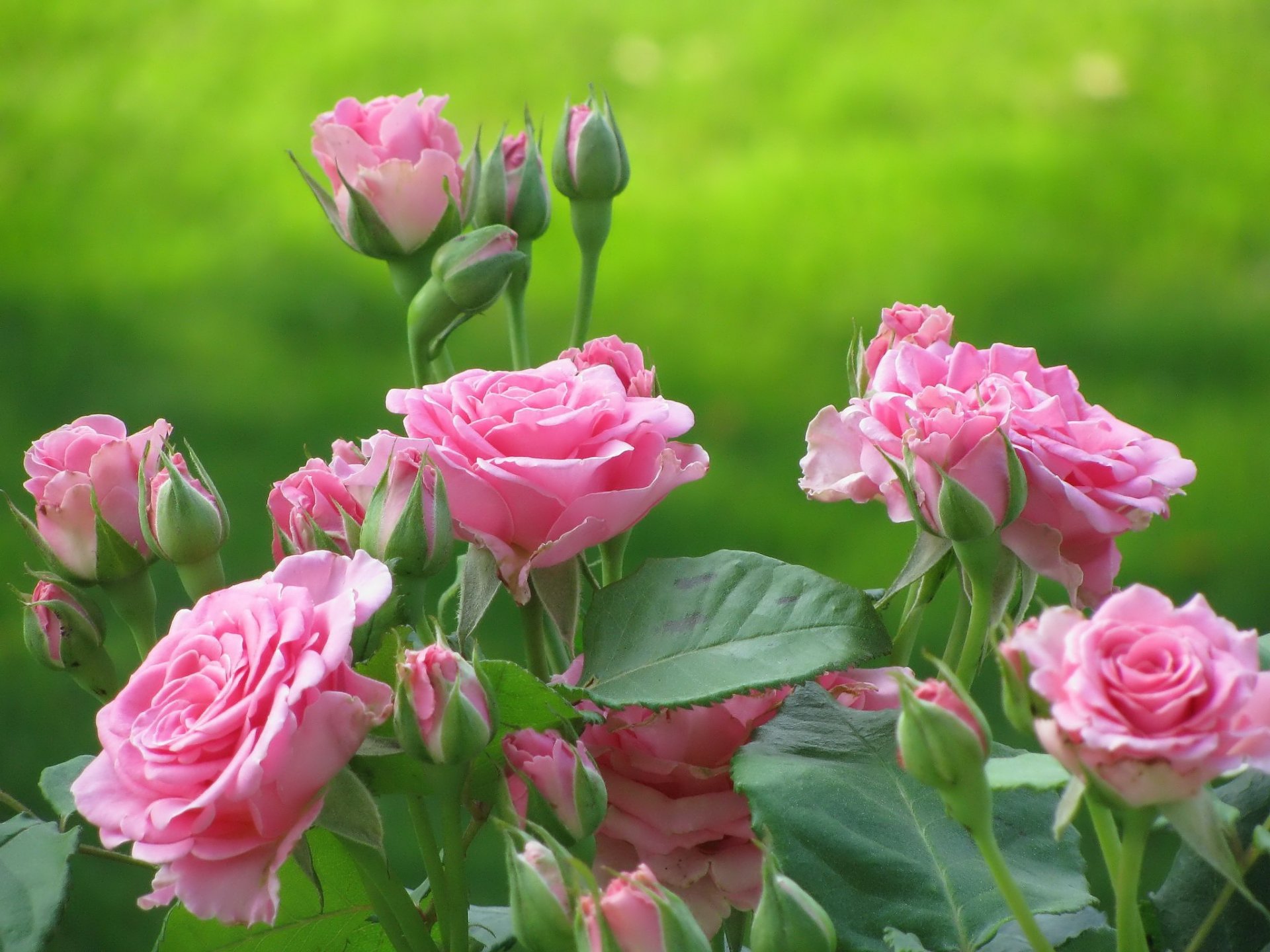 flower roses bush