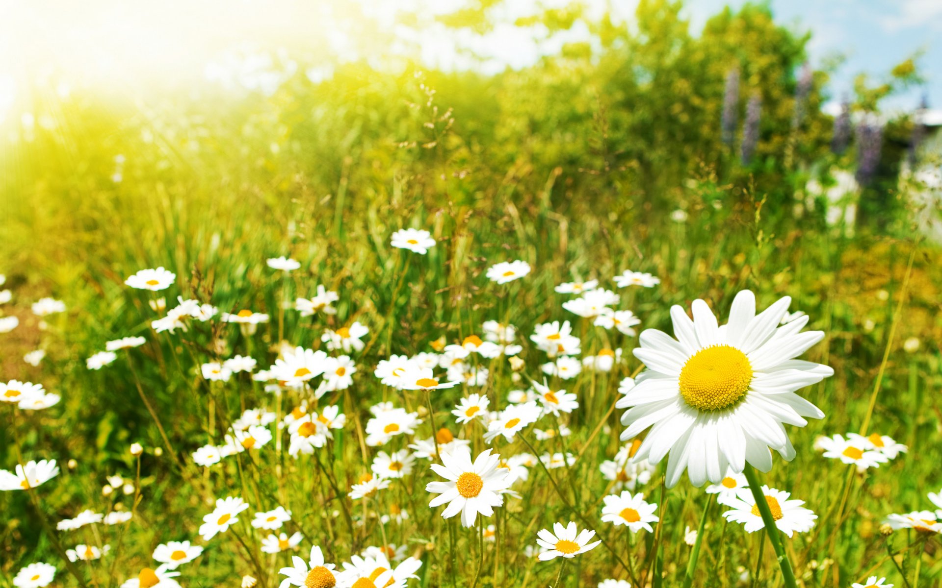 marguerites camomille fleurs champ macro plantes