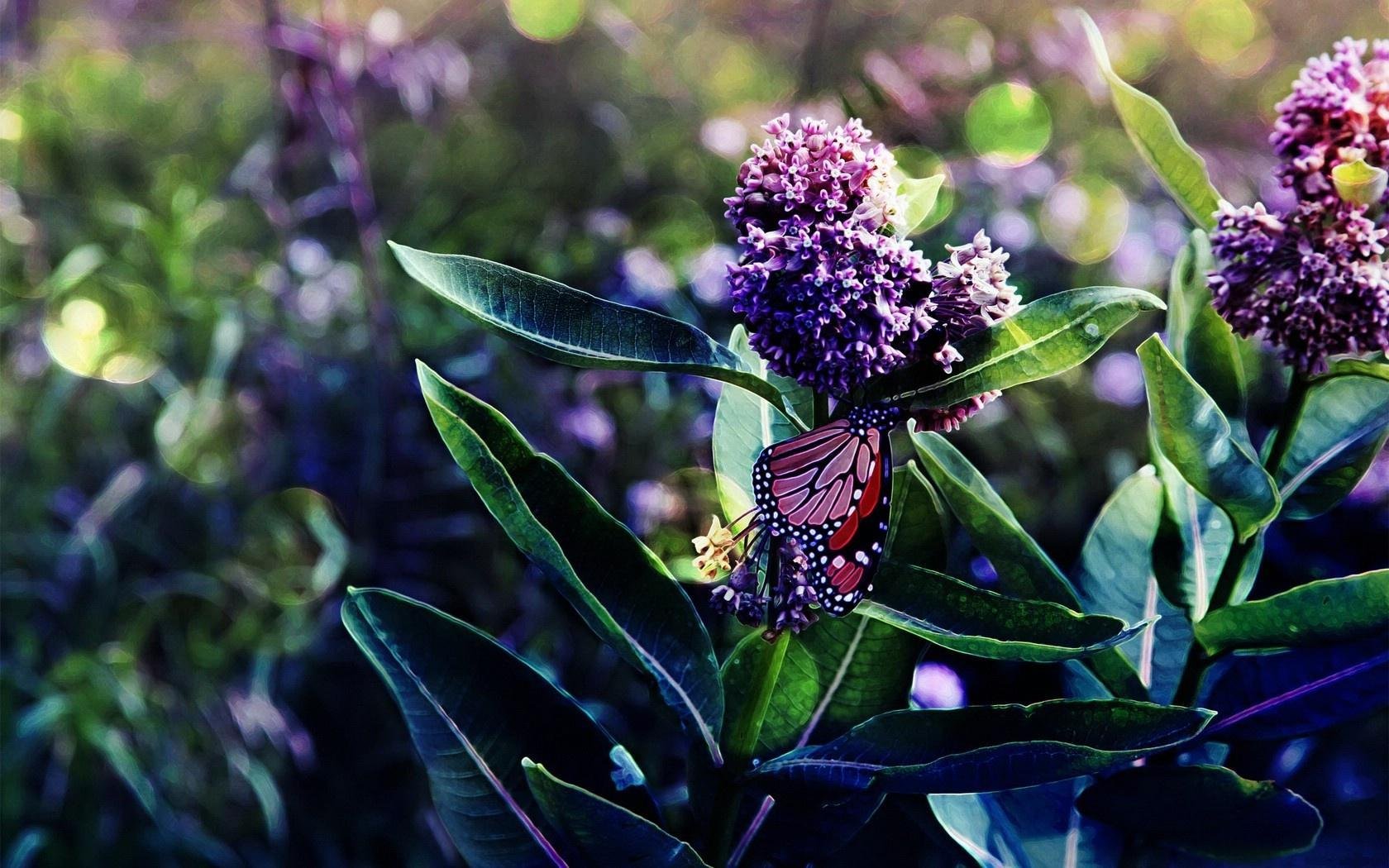 ramas lilas hojas floración mariposa