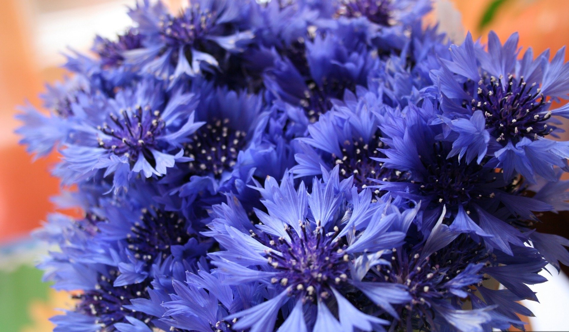 fiordaliso bouquet fiori di campo