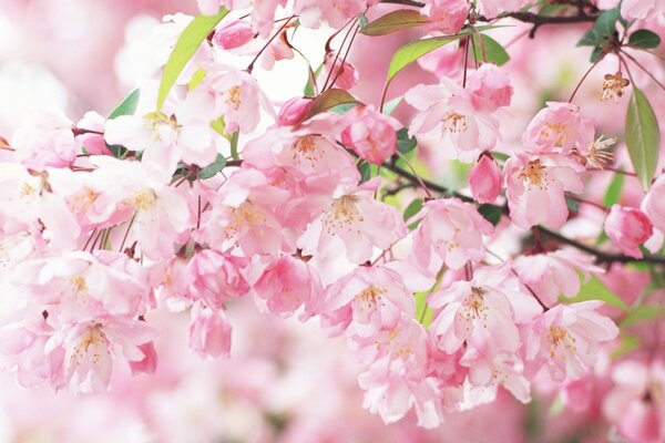 Branche de Sakura parfumée printanière