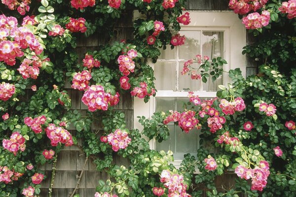 Rosa Blüten an langen Stielen am Fenster