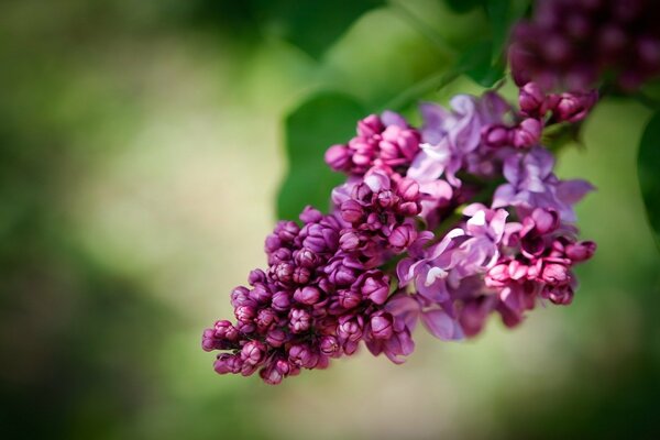 Branche de lilas avec des fleurs non séchées