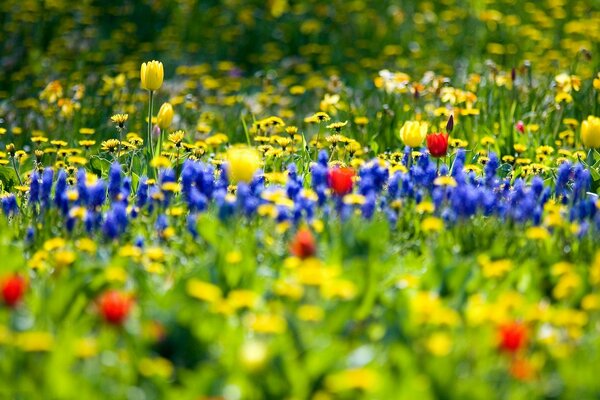 Unglaubliches Feld mit verschiedenen Farben