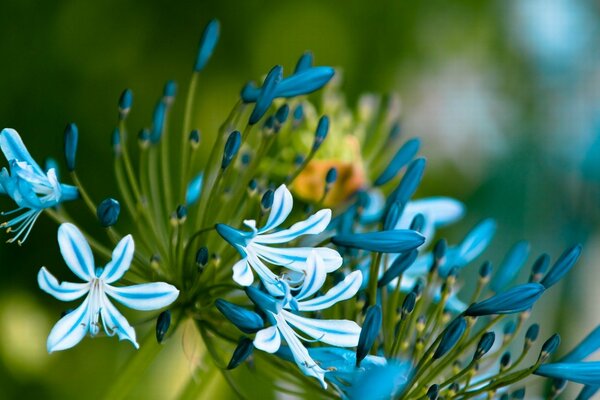 Boccioli di fiori blu in macro