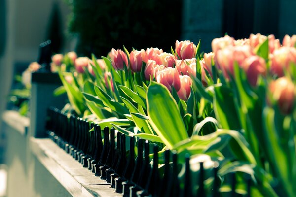 Los tulipanes rosados florecieron maravillosamente