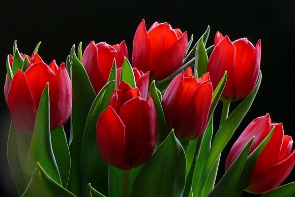 Bright red tulips on a dark background