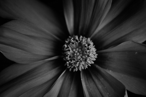 Fotografía macro blanca negra de la flor. Objeto de arte