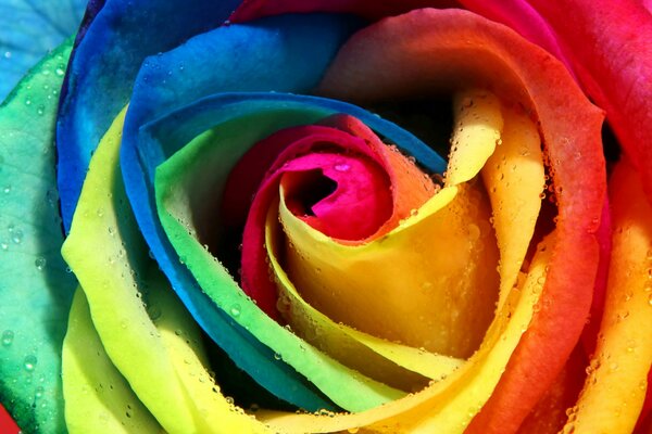 Imagen macro del capullo de rosa del arco iris con gotas de rocío