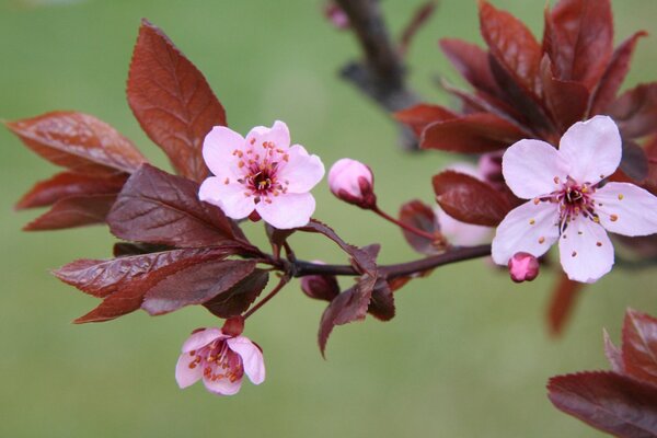 A sprig of blooming pink cherry