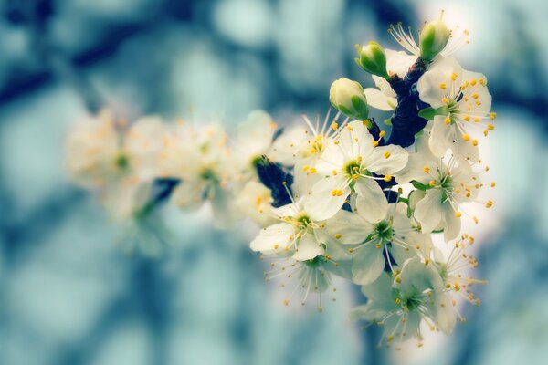 Lots of white blooming flowers