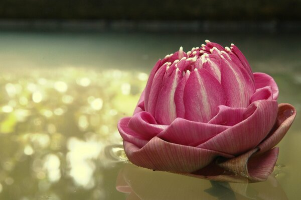 Macro image of a pink flower on the water