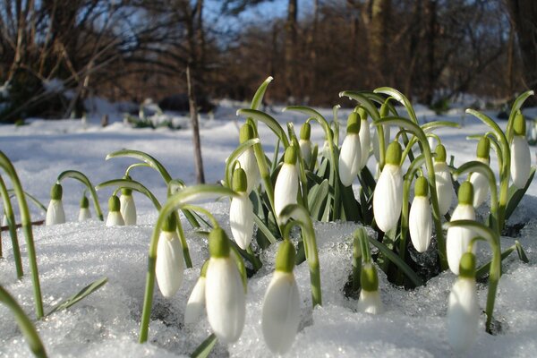 Le primule danno calore in primavera