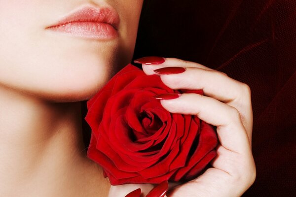 A woman s chin next to a scarlet rose