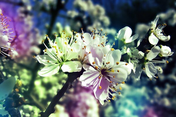 Floraison d un arbre fruitier. Gradient