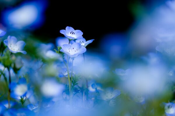 Zarte blaue Blumen auf dem Feld