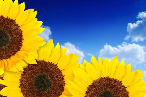 Three sunflowers against the sky