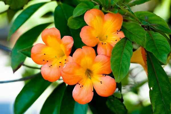 Leuchtend orangefarbene Blüten auf einem Zweig