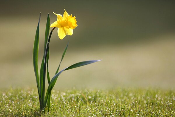 Gelbe Blume im Gras in der Natur