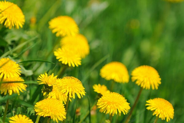 Spring blooming dandelions in the field