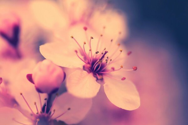 Macro photography of spring cherry blossoms