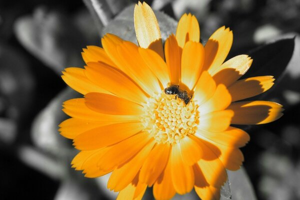 Bright orange flower on a black and white background