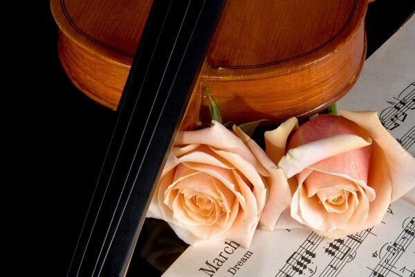 Hermosa foto de violines, rosas y partituras. Amor por la música