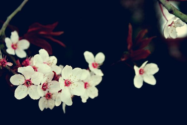 White flowers on a cherry tree branch