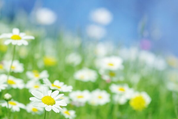 Les marguerites atteignent le soleil avec tous les pétales