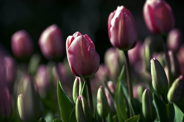 Purple growing tulips in a flower bed