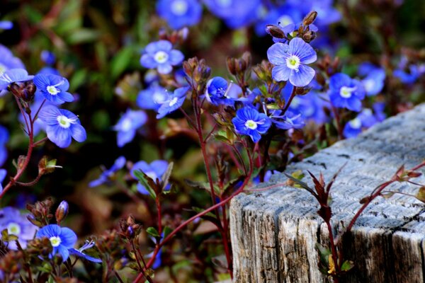 Kleine blaue Blumen im Wald