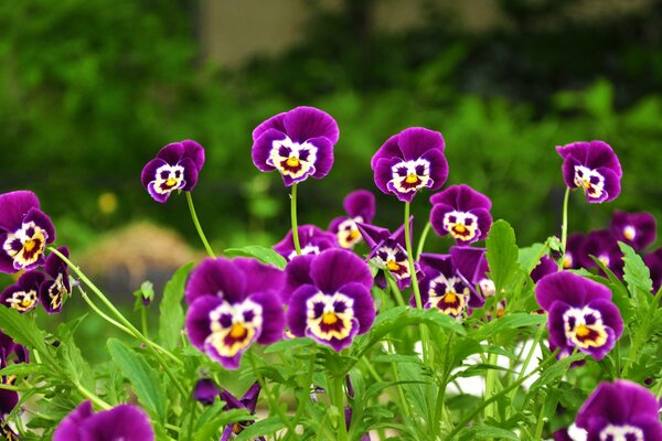 Lilac faces of flowers in the grass