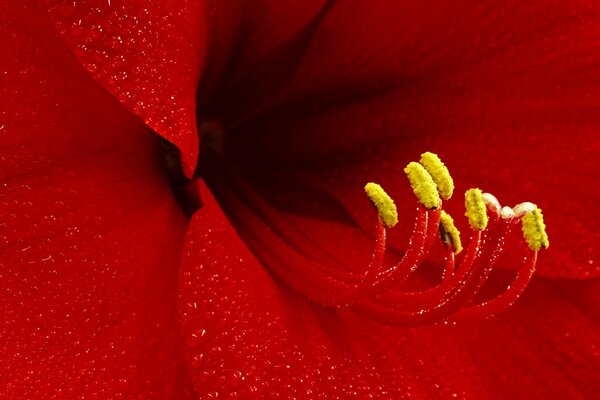 Belles étamines sur une fleur rouge