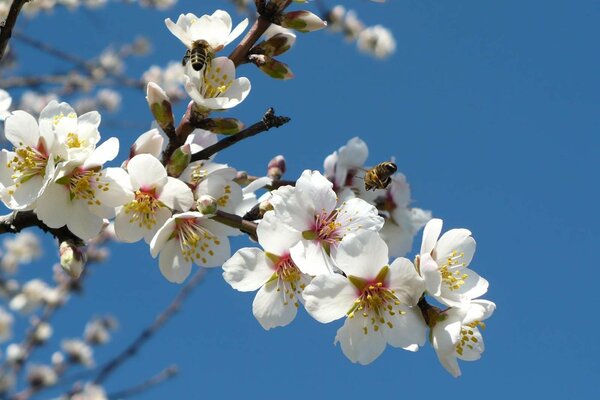 Cherry blossoms. Spring has come