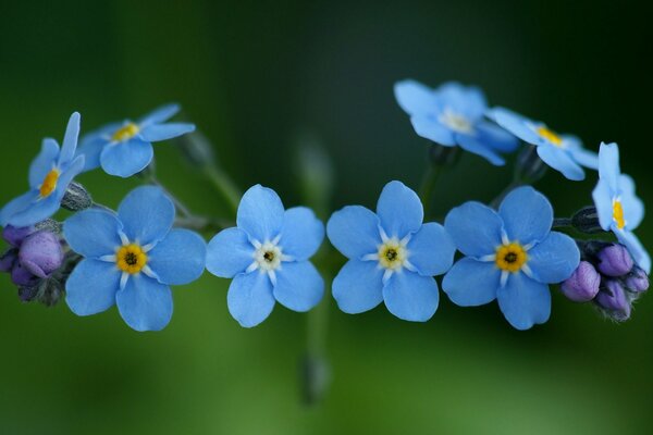 Myosotis bleu et bleu closeup