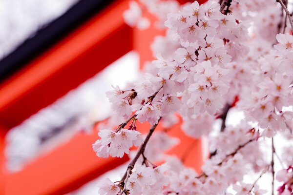 Flor de cerezo de primavera en Japón