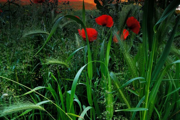 Orecchie e papavero rosso nel campo