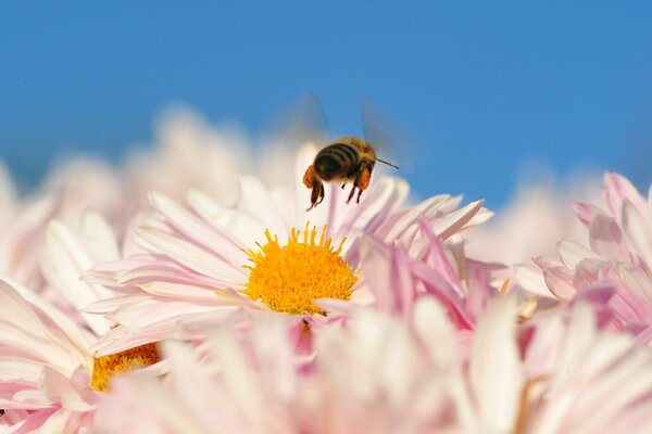 A flying bee over a macro flower