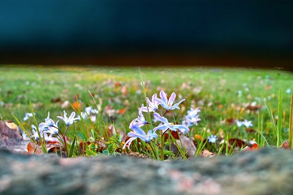 Schöne Blumen auf einer großen Lichtung