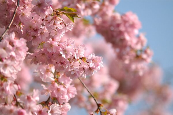 Zweige der Frühlingsblüte eines Baumes mit rosa Blüten