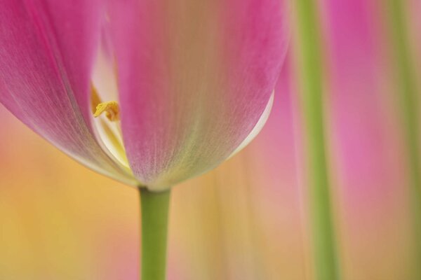 Makro zdjęcie kwiatu tulipana