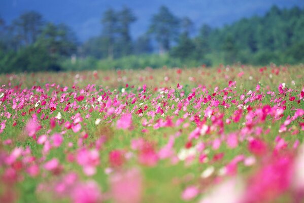 Champ de fleurs roses printanières