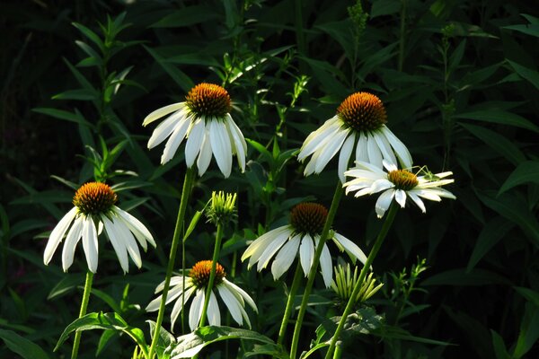 Marguerites dans les verts tôt le matin