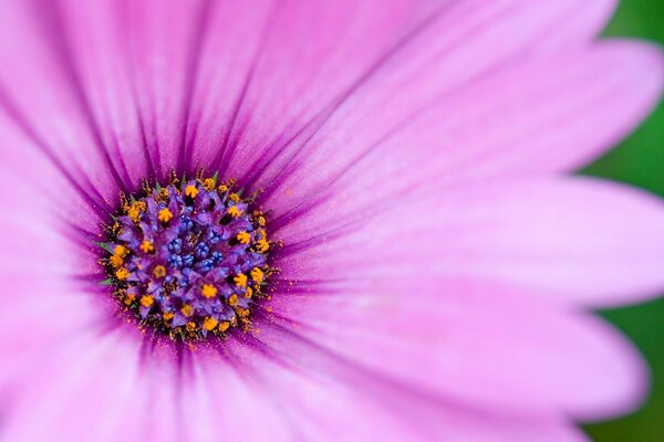 Pink delicate flower