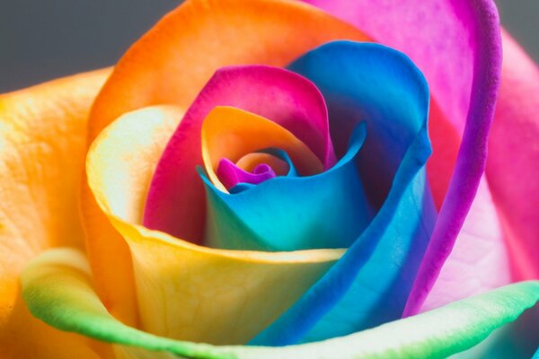 Rainbow rose petals on the screen