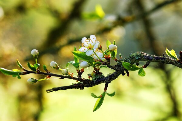 The branch on which the flowers bloom